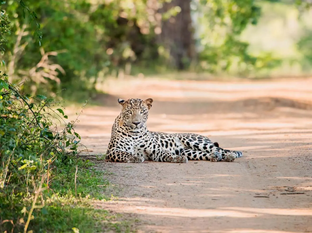 A leopard resting on a sandy track in Yala