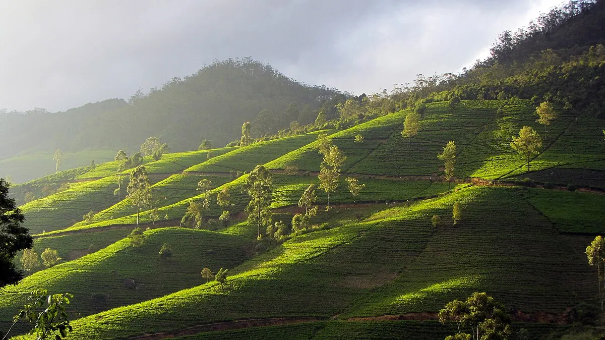 Nuwara Eliya