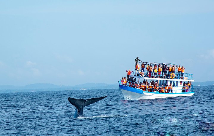 Southern Coast Paradise gallery 2