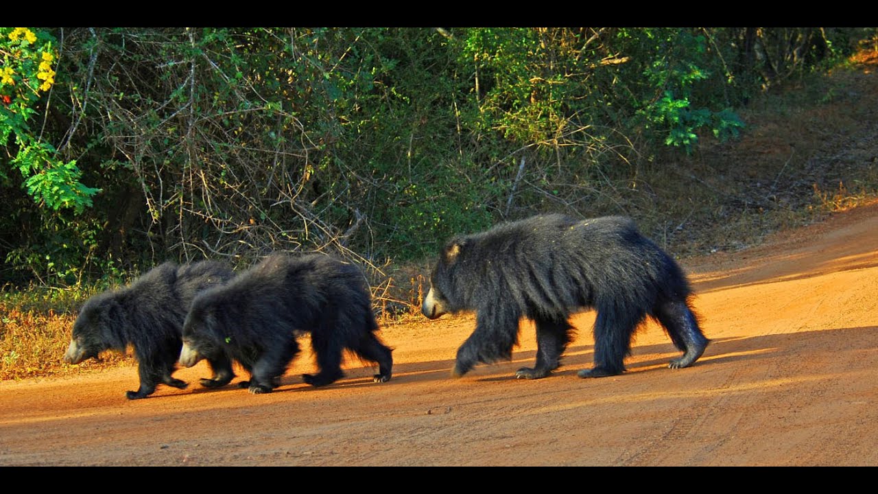 Complete Sri Lanka gallery 4