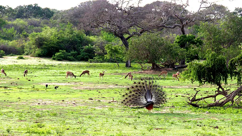 Wildlife Safari Tour gallery 4